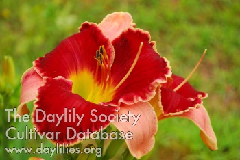 Daylily Call Off the Search